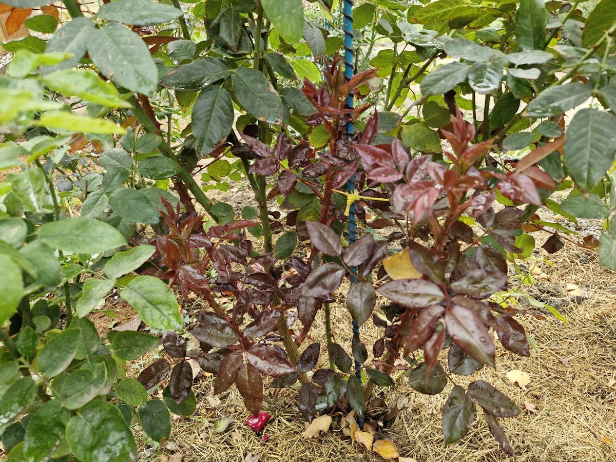 Куда поперли?