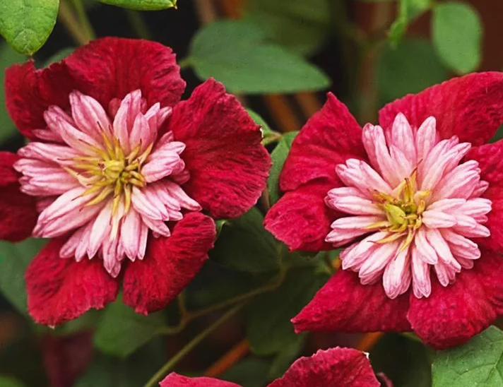 Клематис Эмпресс. Самый раннецветущий клематис, цветет 2 раза. 