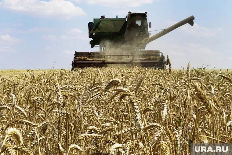 Взаимодействие России и Индии в АПК вышло на качественно новый уровень. Фото: Сергей Венявский © URA.RU