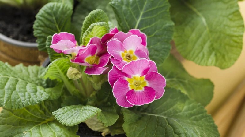     Домашняя герань. freepik.com