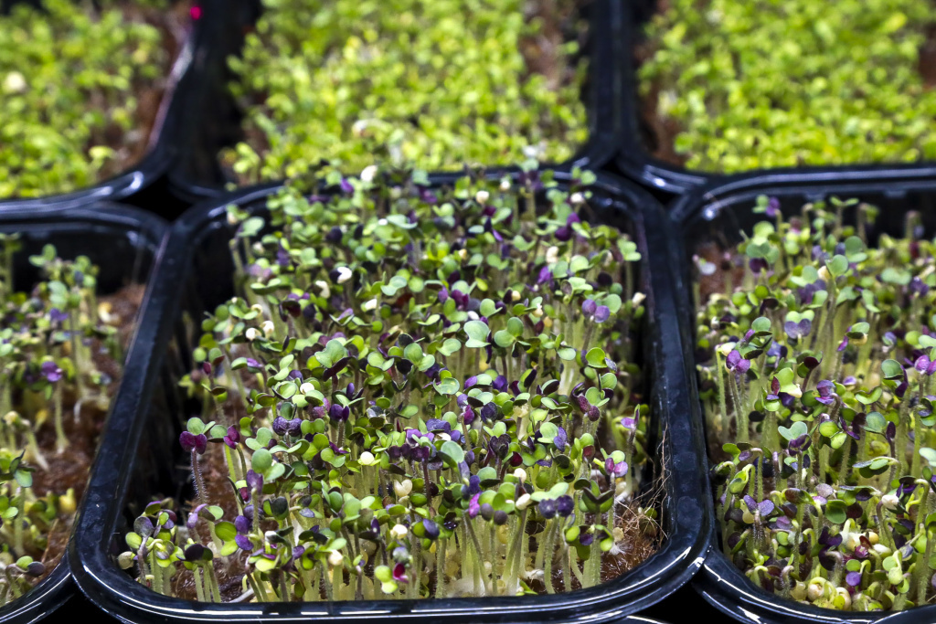 Фото: Павел Комаров, nsknews.info