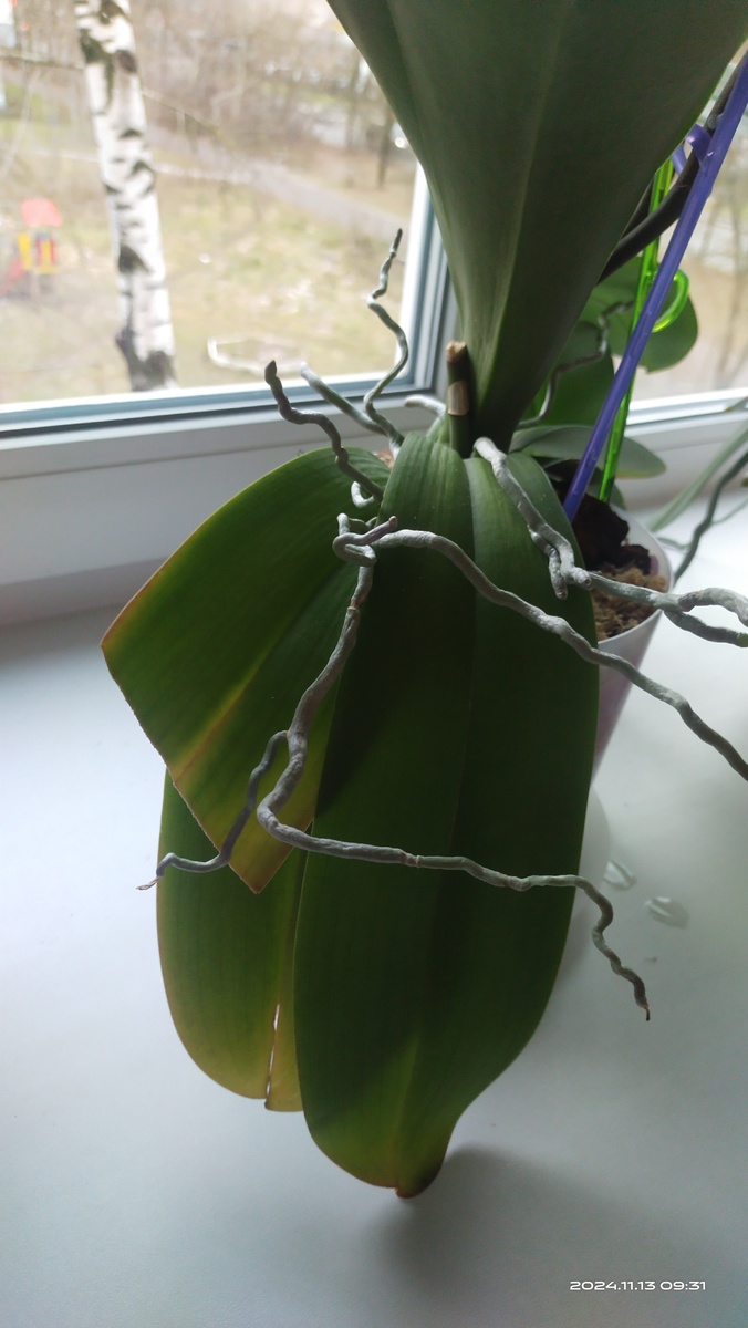 Орхидея, 13 ноября. 