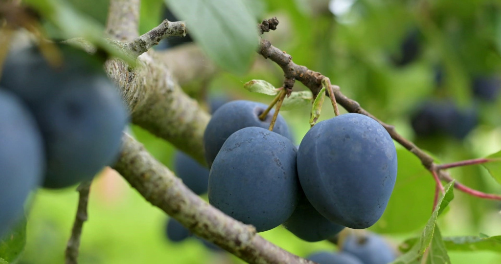 Рецепты домашнего вина из фруктов