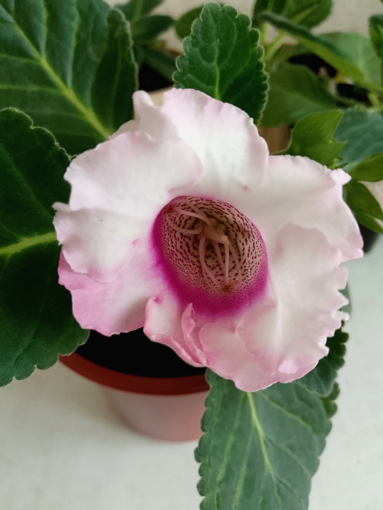 Сил нет раскрыться полностью бутону, и лепестки недоразвитые