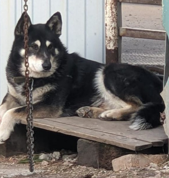 Малыш - дворовый пёс 