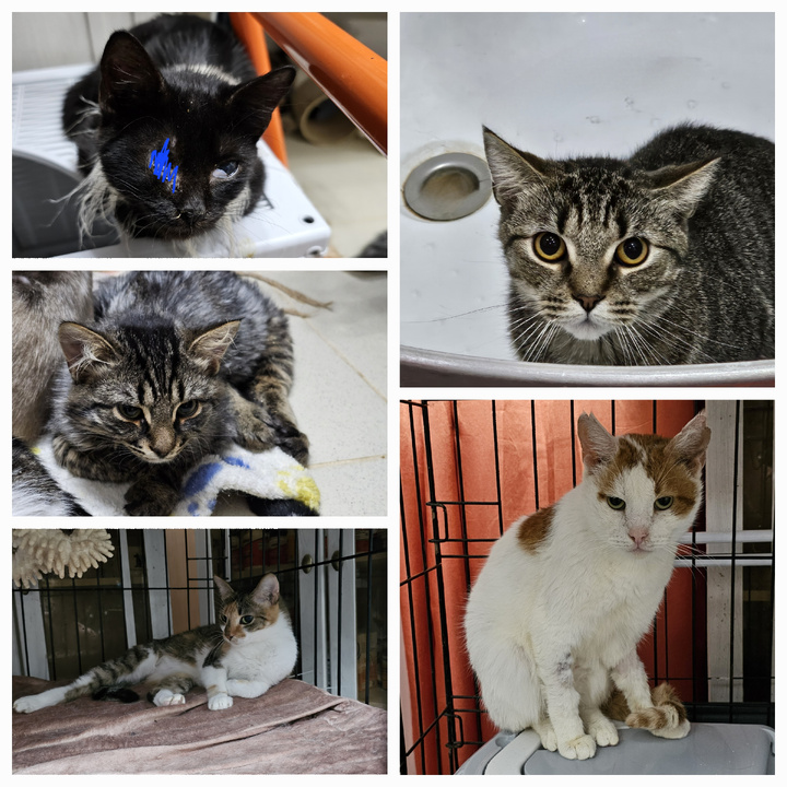 Заболевшие ФИП: Ева, Товарищ, Толяша, Амазонка, Боинг