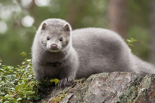 100 здоровых норок «эмигрировали» из Тверской области в Узбекистан
