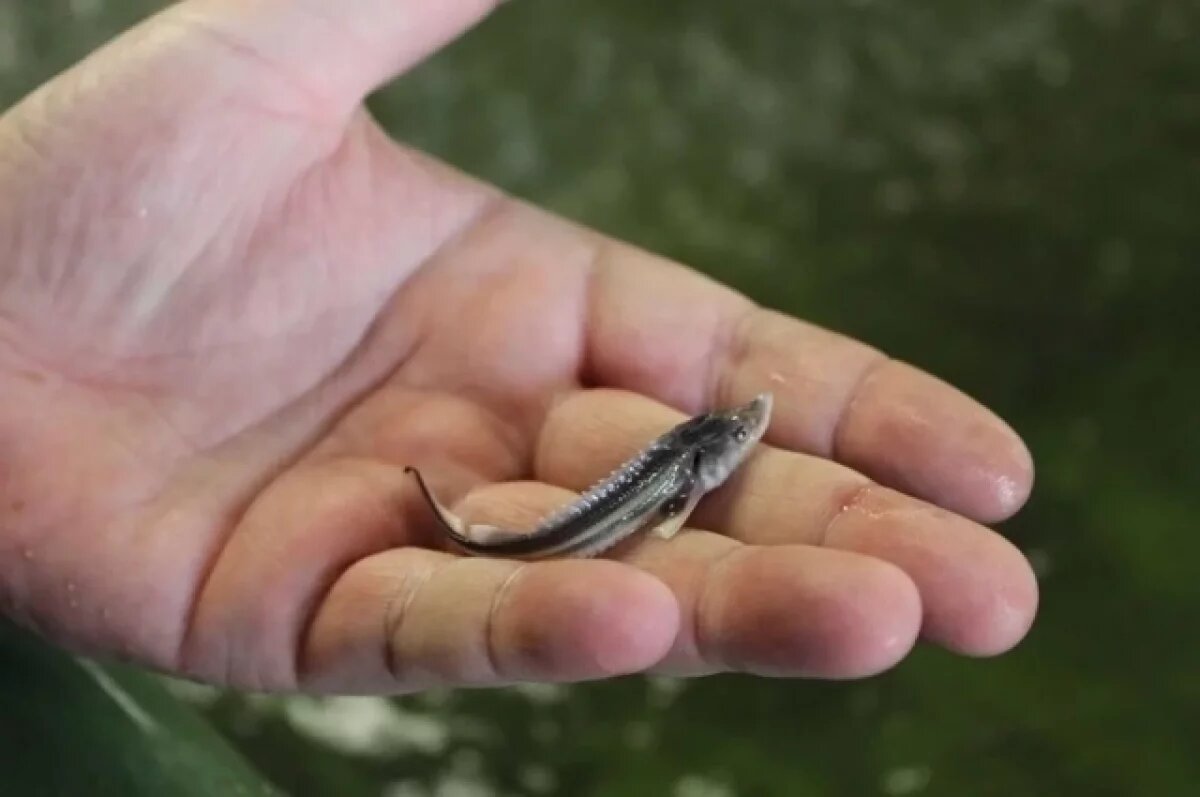    Азовское море может стать одним из мировых центров добычи осетровых