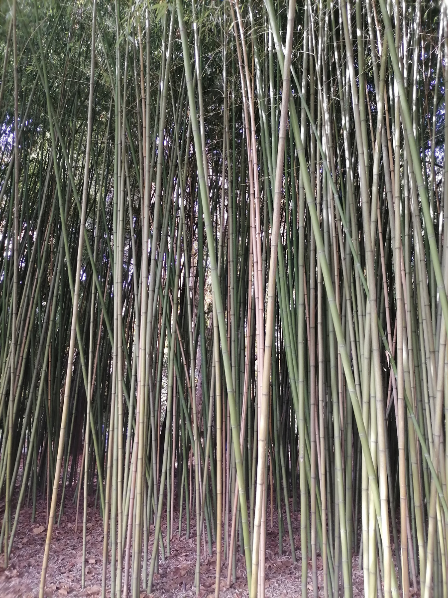 Сочи. Фото автора.