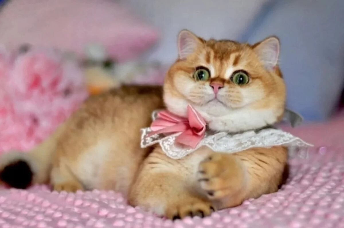    Хвостатую Булочку предлагают купить нижегородцам за 80 тысяч рублей