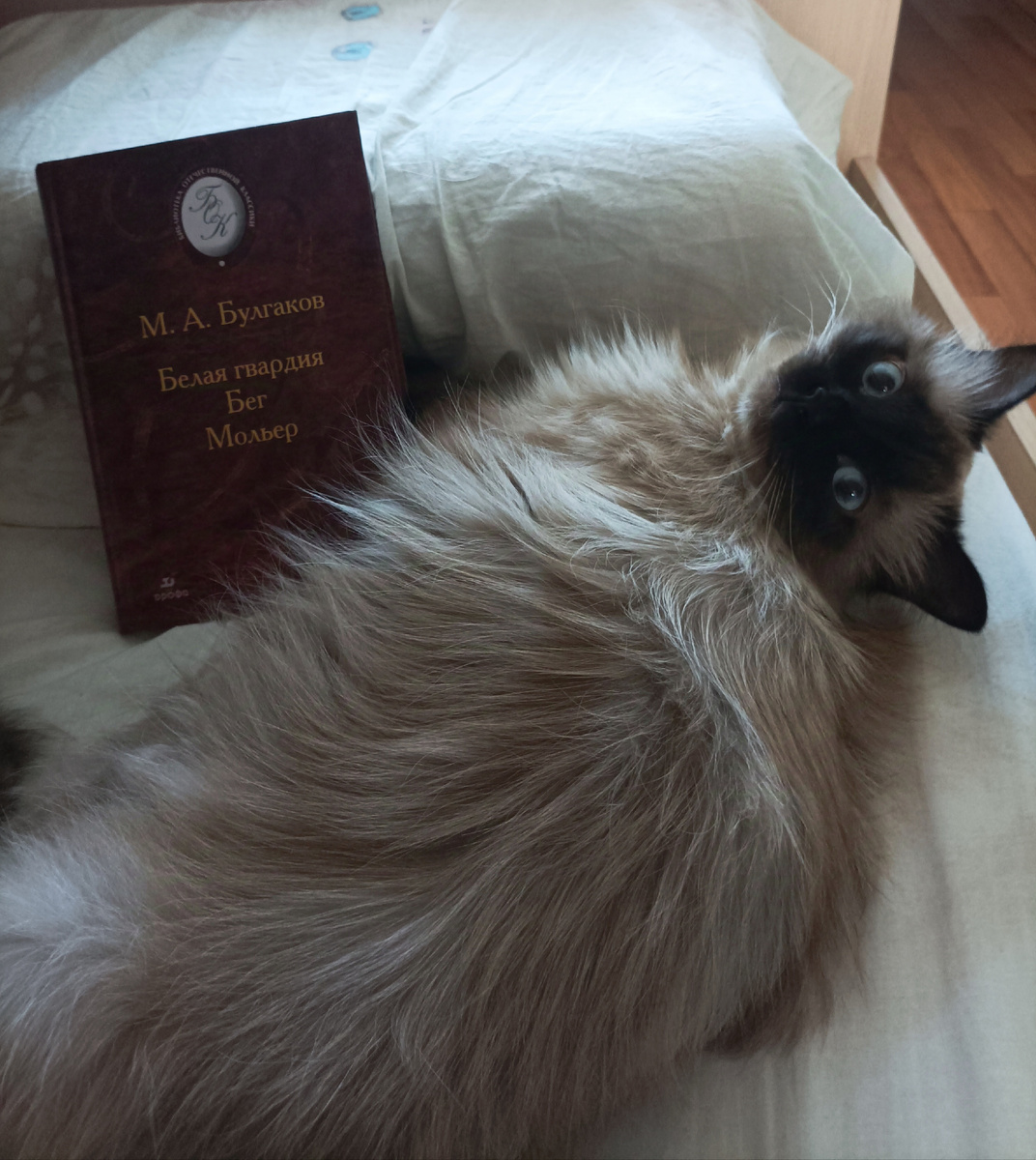 Сегодня книгу из школьной библиотеки представляет Джессика. 