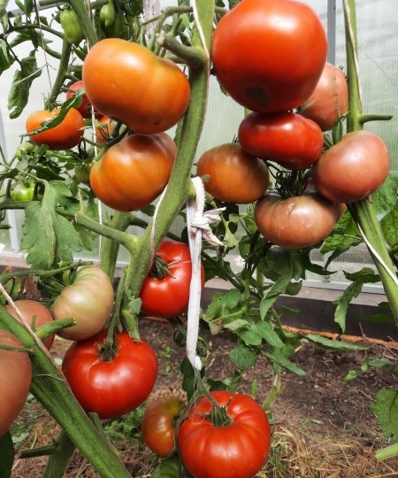 Сорта томатов из серии "рабочие лошадки". Только личный опыт