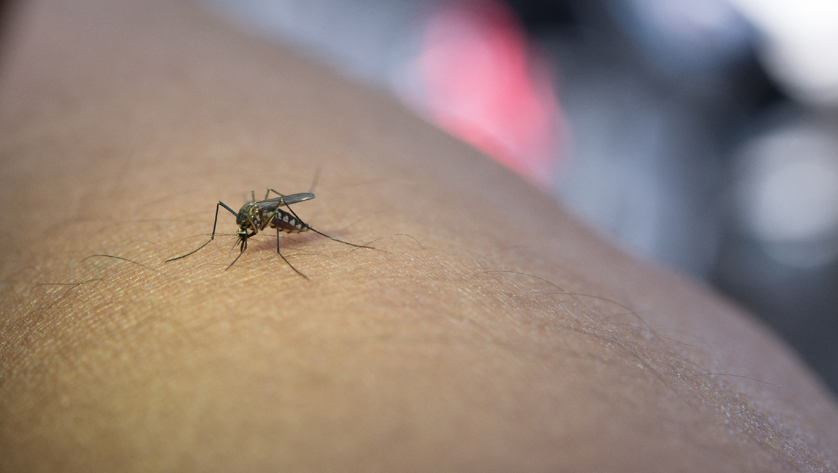 https://ru.freepik.com/free-photo/close-up-mosquito-sucking-blood-from-human-arm_1186022.htm#fromView=search&page=1&position=0&uuid=8de3f1a9-fda2-4322-b737-cdb01f6cc701">Изображение от jcomp на Freepik</a>