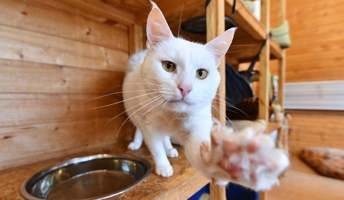     Кот. Источник: mos.ru Автор фото: Пресс-служба Мэра и Правительства Москвы