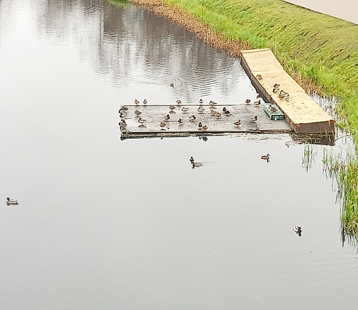 Просто утки.