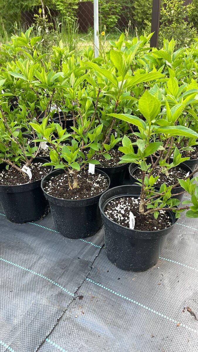 Эти кусты отлично перезимовали уже две зимы. Июнь 2024