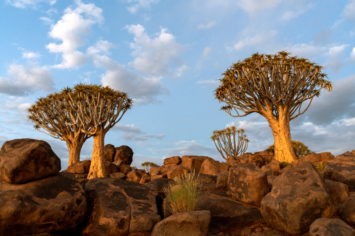 https://ru.freepik.com/free-photo/view-quiver-trees-forest-with-beautiful-sky-sunset-twilight-sky-scene-keetmanshoop-namibia_7809952.htm#fromView=search&page=1&position=9&uuid=5817d8df-5e5f-4715-b029-f778212e8c87">Изображение от jcomp на Freepik</a>