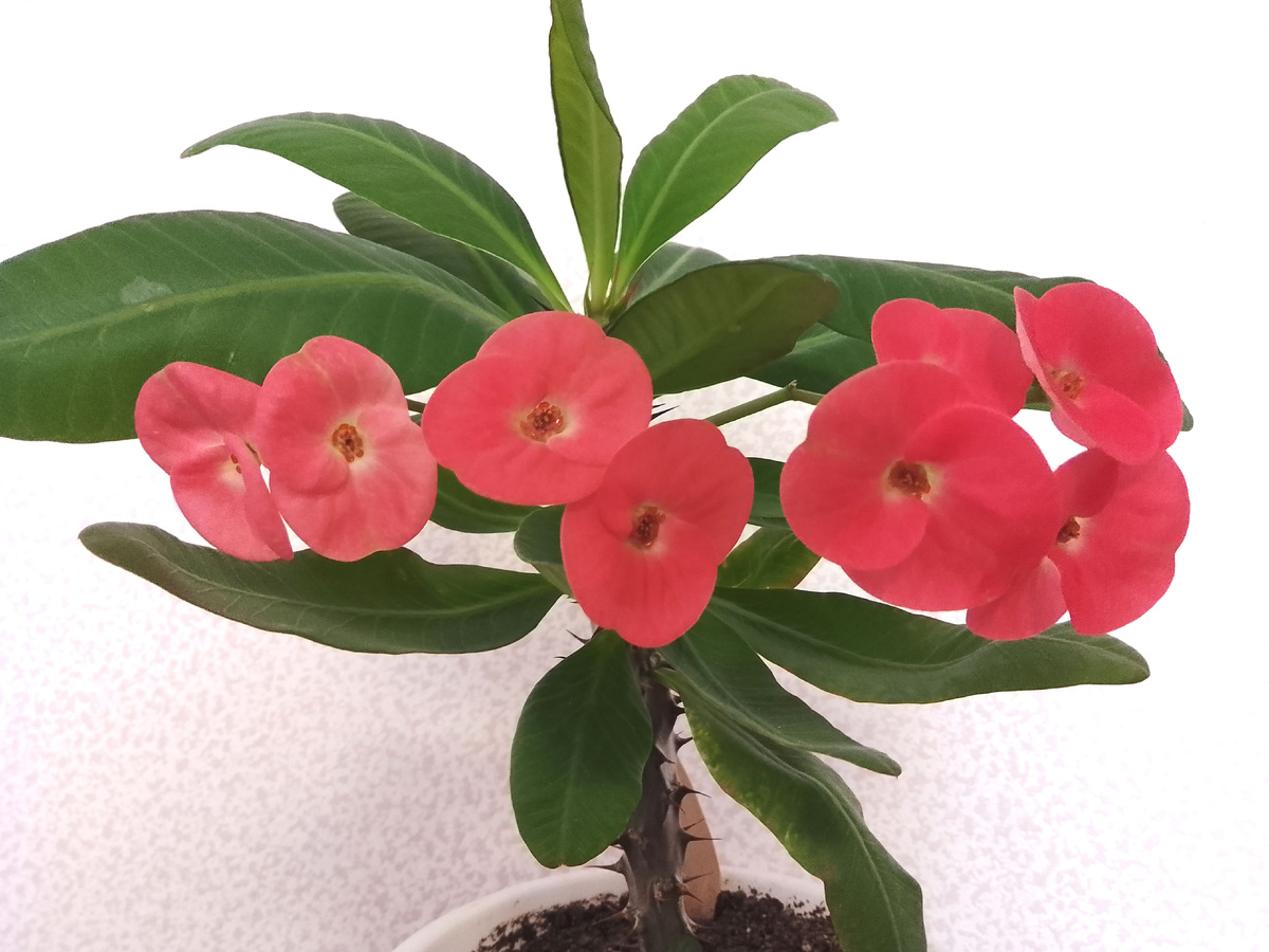 Молочай Миля. Фото автора.