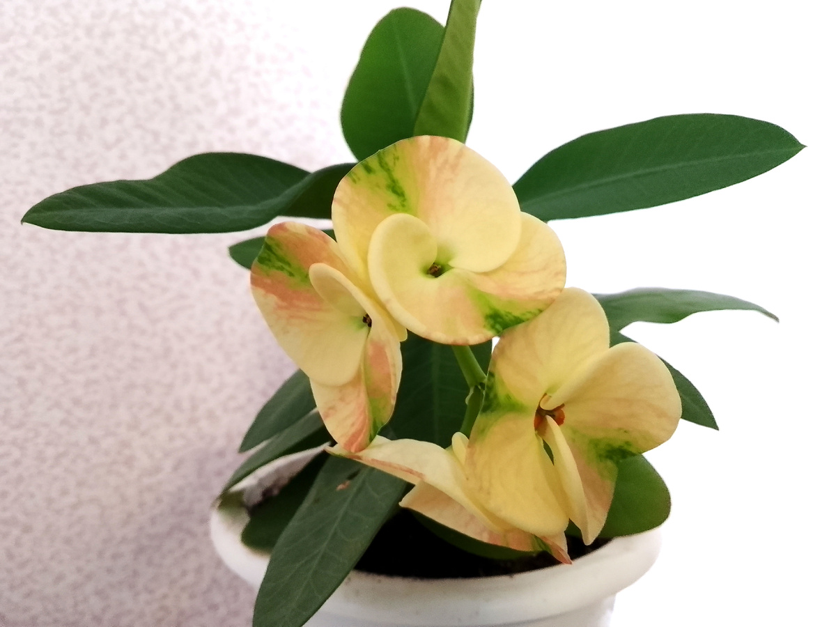 Молочай Миля. Фото автора.