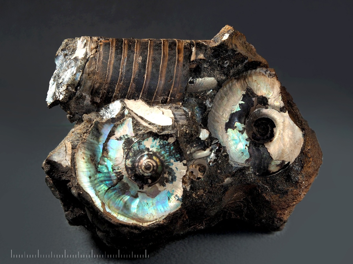 Гигантский (диаметром 4 см) фрагмокон белемнита с отпечатками аммонитов Craspedites и Kachpurites. Река Черёмуха, Ярославская обл.