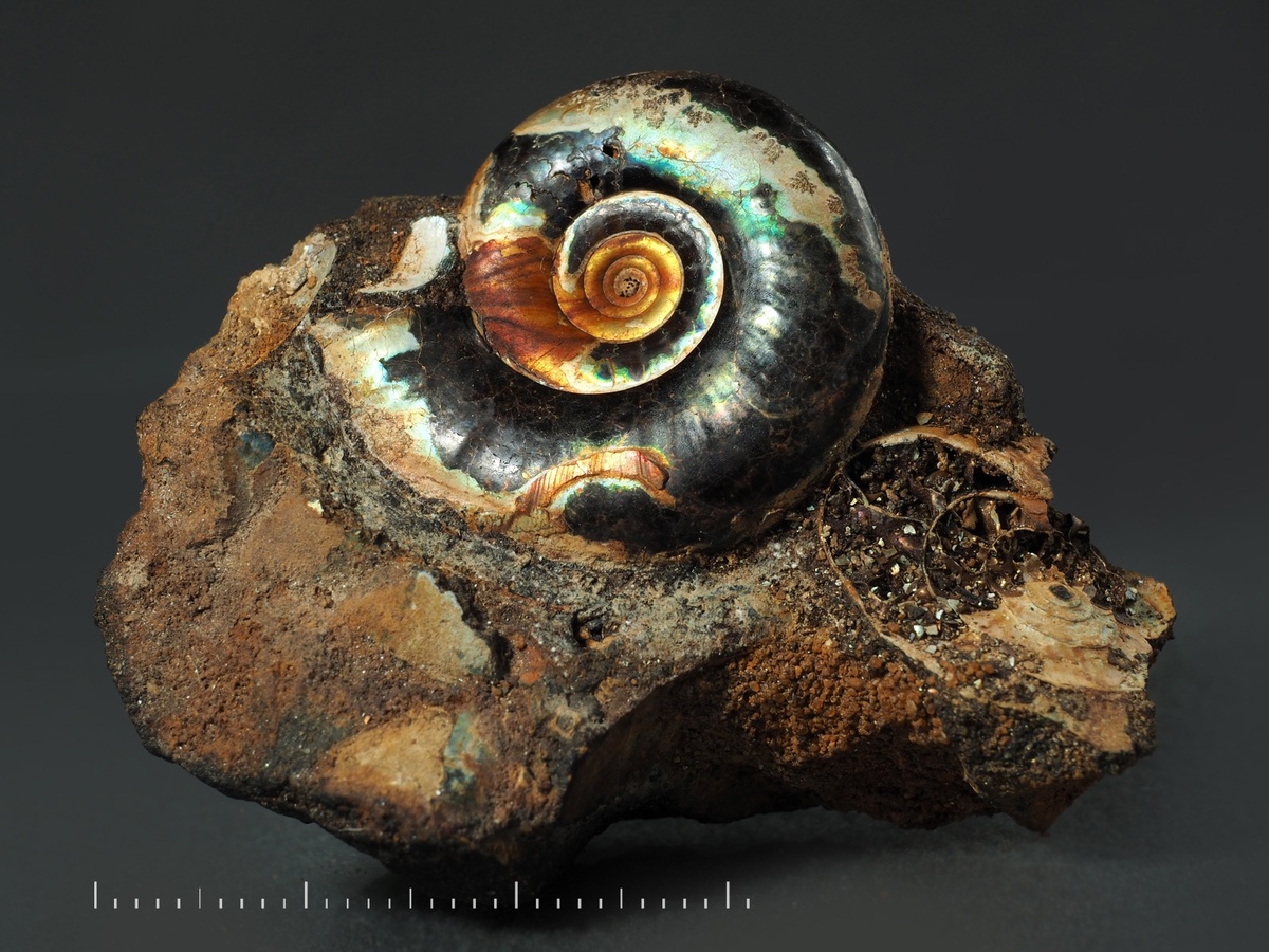 Аммонит Kachpurites sp. Ярославская обл., р. Черёмуха