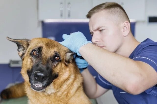    Как обезопасить себя и своих питомцев от болезни бешенства?