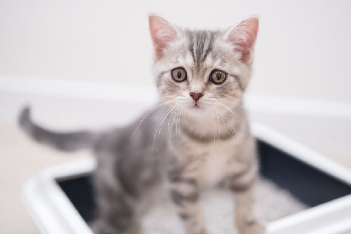 Котёнок в лотке 