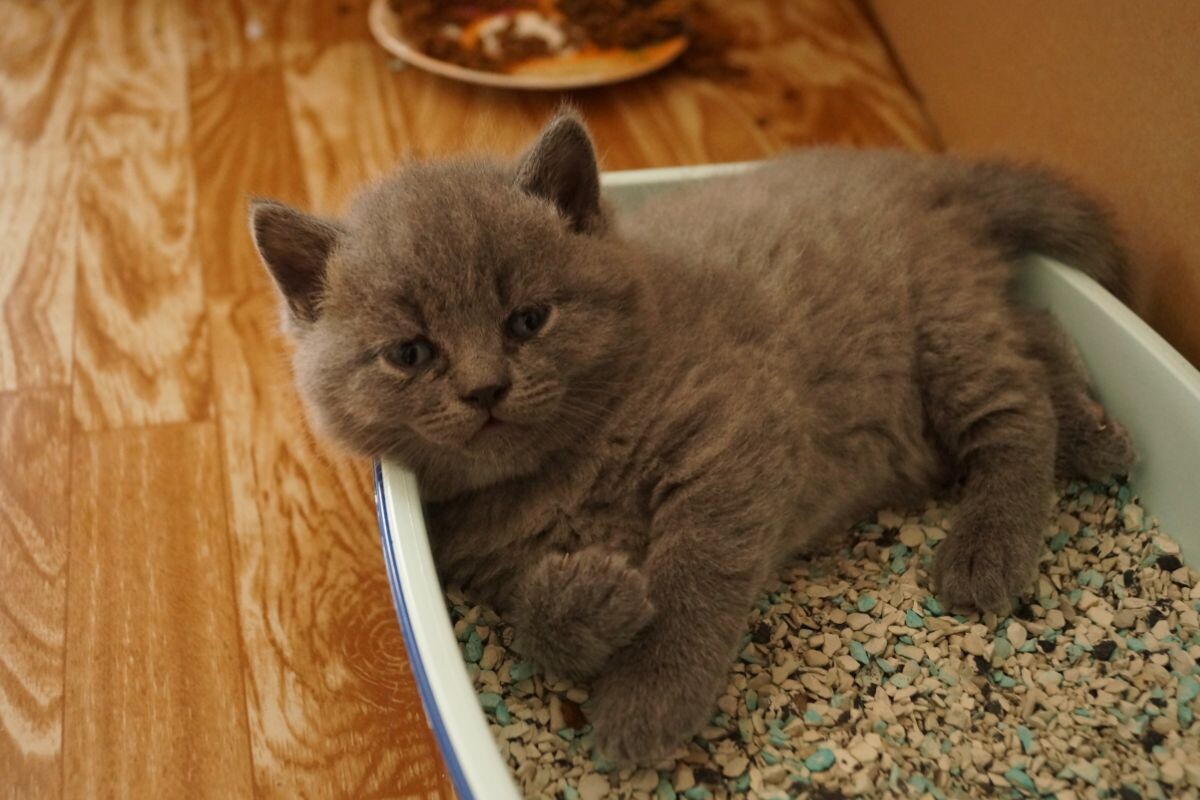 Почему у котёнка понос