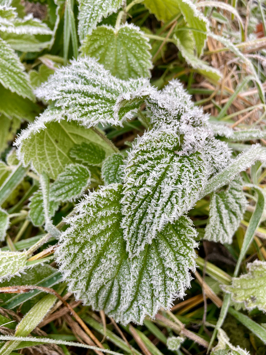Крапива в снежной пудре