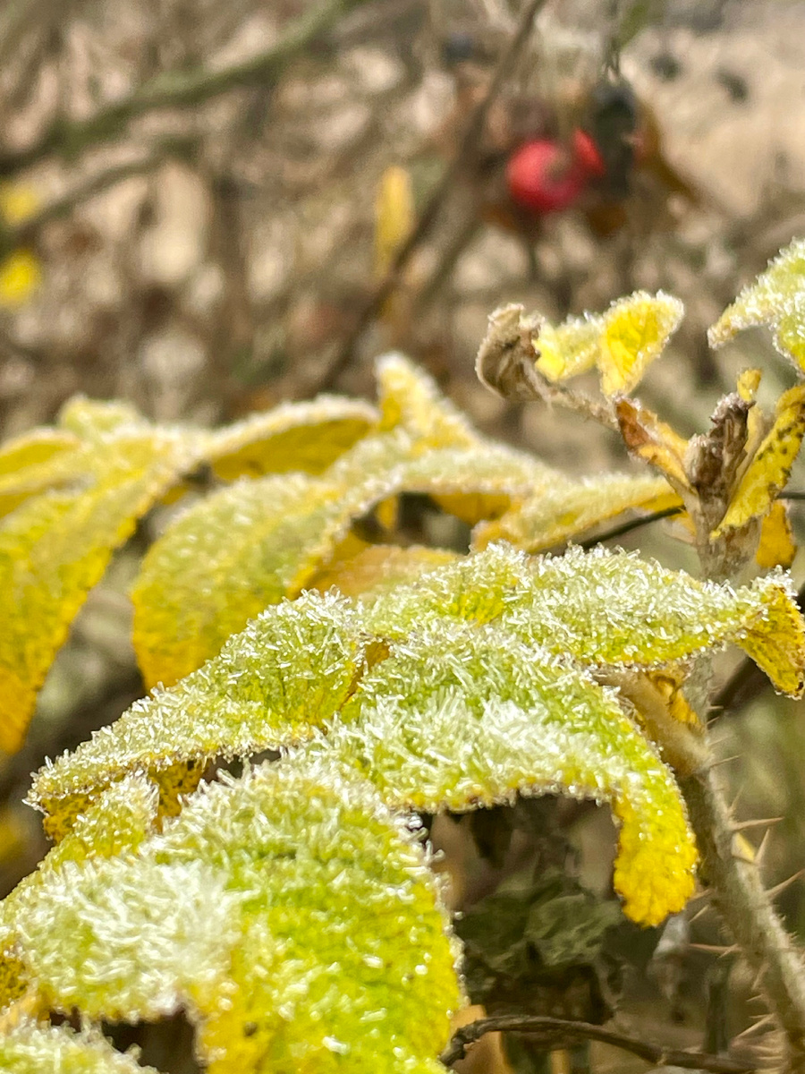 Лист шиповника красив своим солнечным цветом