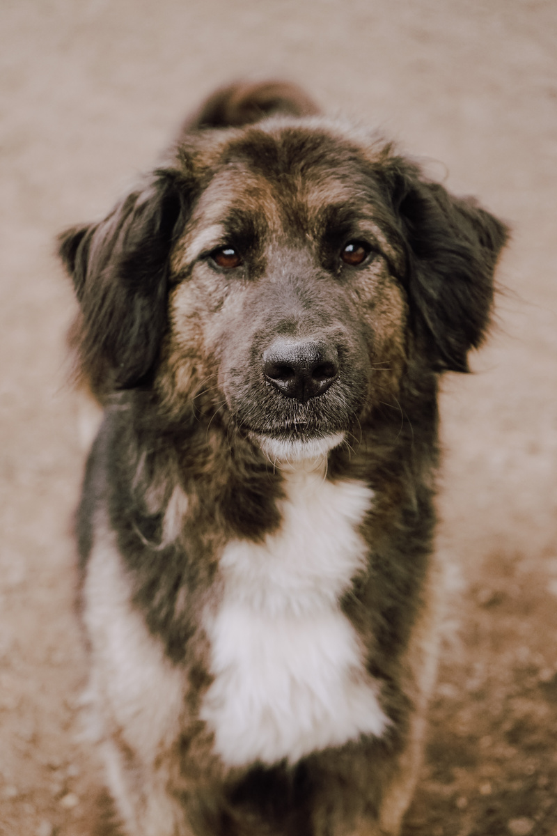 Привет мой друг. Несмотря на скромность, я всё же хочу уехать из приюта