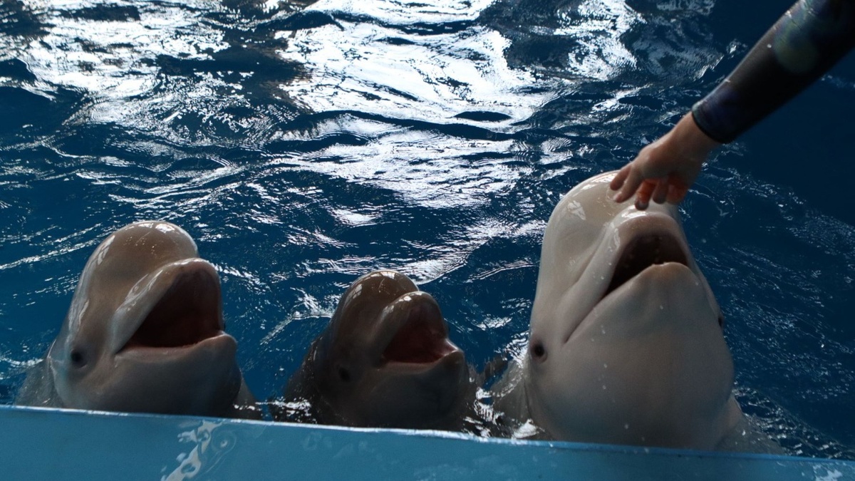     Источник: primocean_aquarium