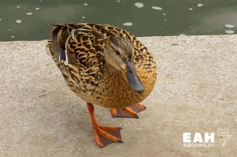    ЕАН / Состоялась продажа птичника "Утиные фермы", которая несколько месяцев сопровождалась скандалами