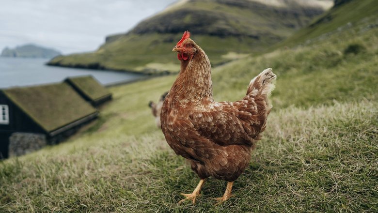 Источник: Georgi Kalaydzhiev/CC0