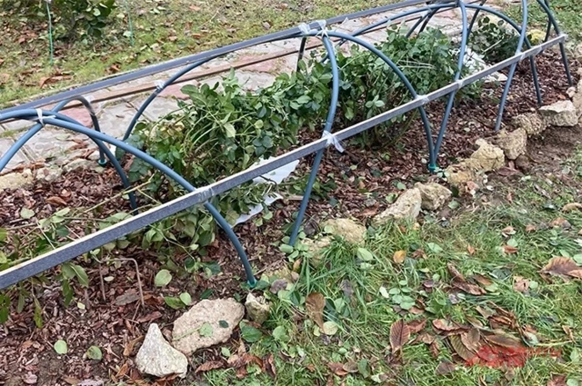    Розы имеет смысл укрывать, когда ночью столбики термометра стабильно держится на уровне -6…-7 градусов, а днем — до -2…-5 градусов.