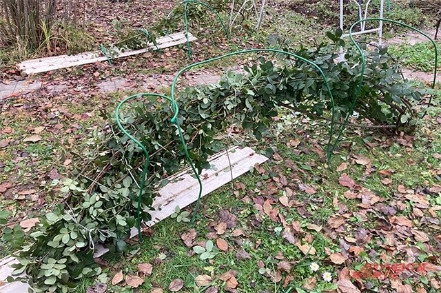    Еще в сентябре соберите ветви плетистых роз в пучки и пригните их к земле. Фото:  АиФ/ Евгения Белановская