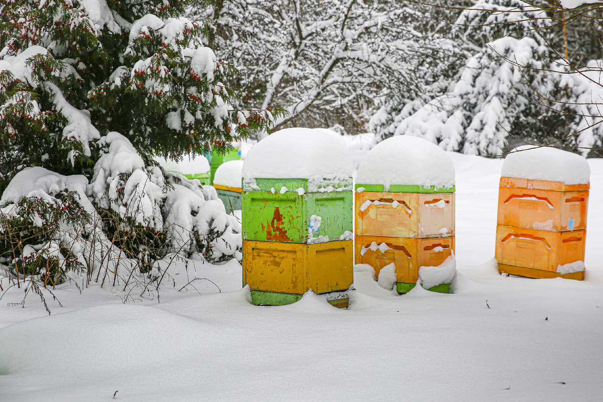 Демонстрационная пасека в экоцентре «Битцевский лес»