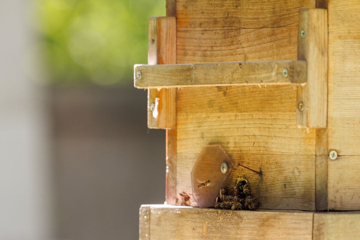 Медоносные пчелы