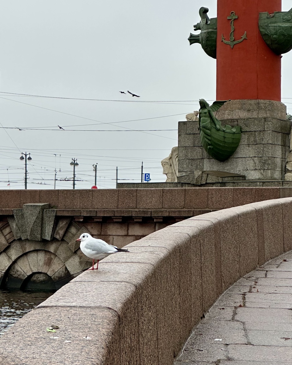 Чайка на Стрелке