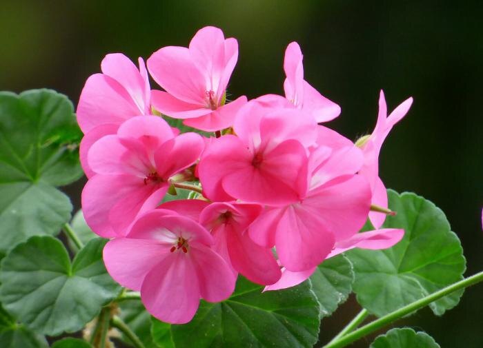 Что нужно делать, чтобы герань цвела зимой