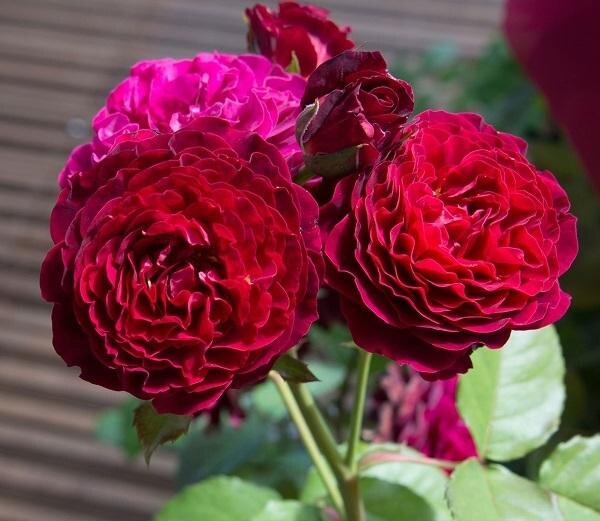 Кристан Тетедой