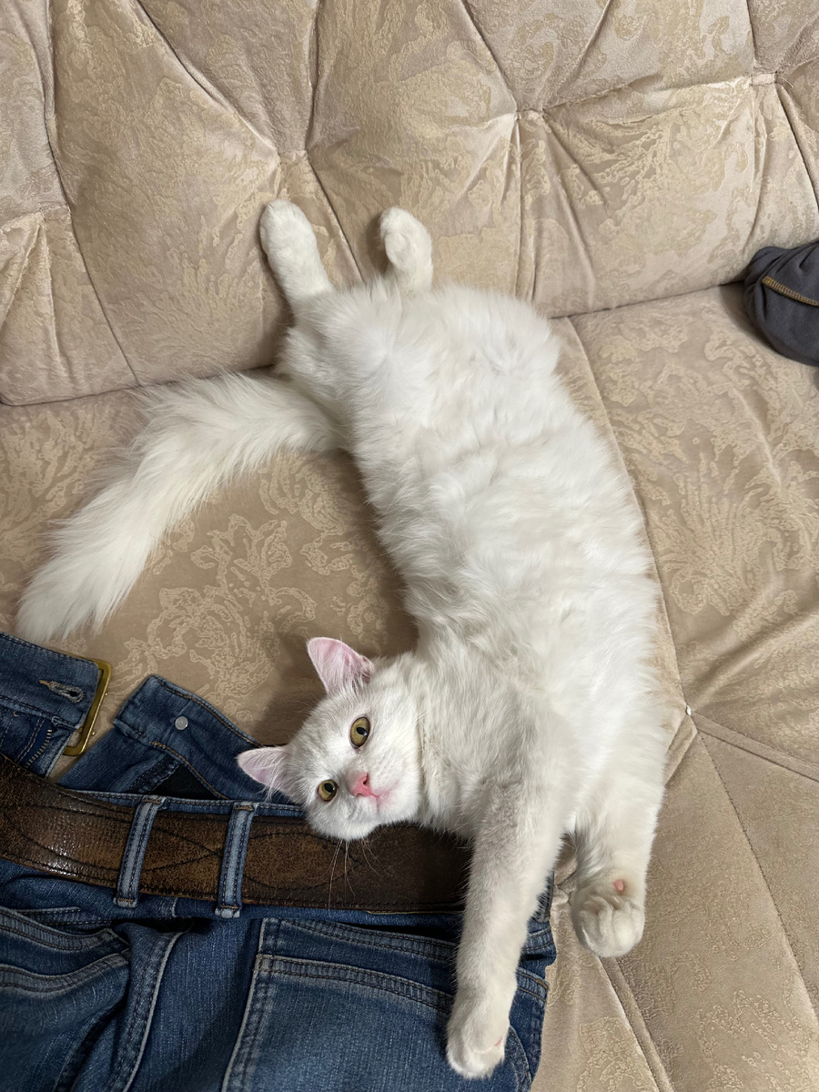 Вот так она любит спать на наших вещах