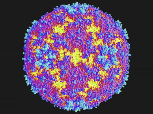    Вирус Коксаки - разновидность энтеровируса // фото: rossaprimavera.ru