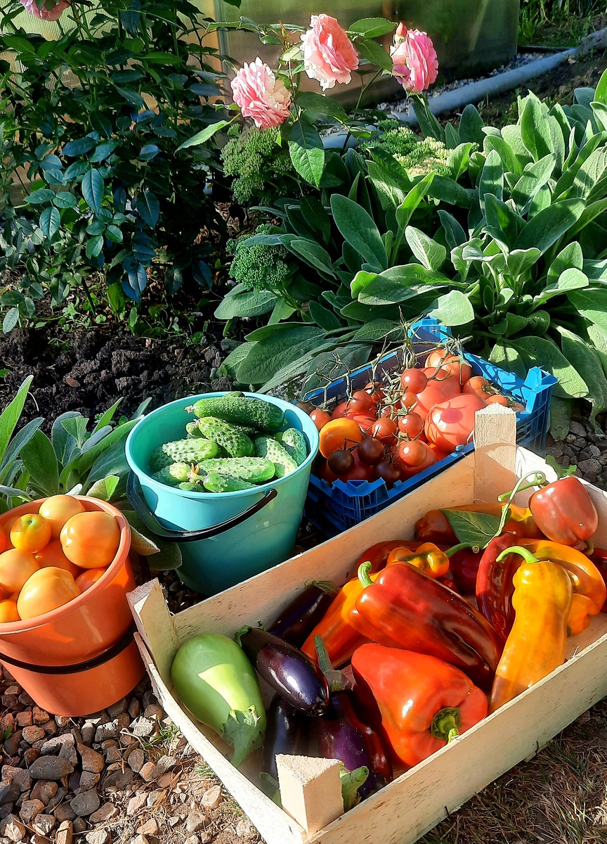 Садово-огородные радости.