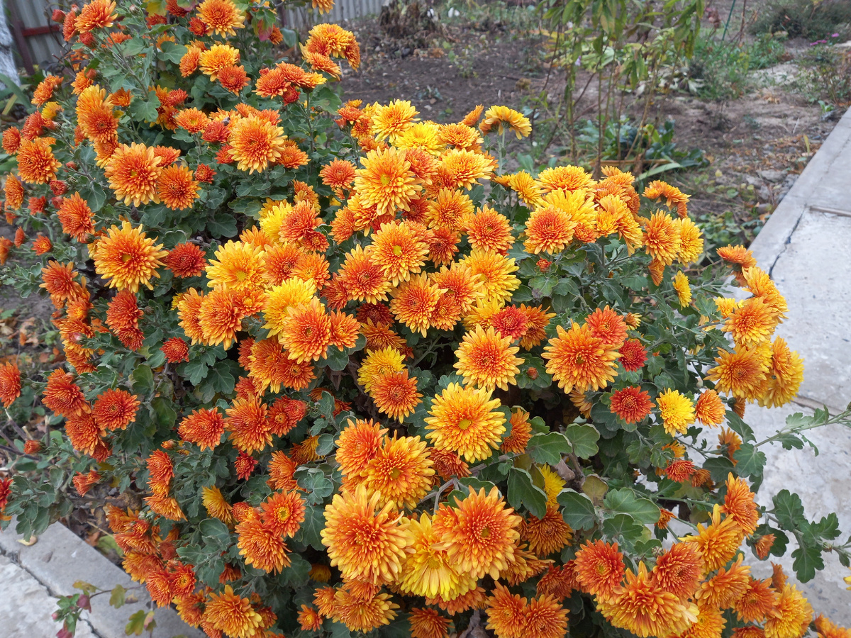 Называю их Рыженькие Фото автора канала Птичка Степная 