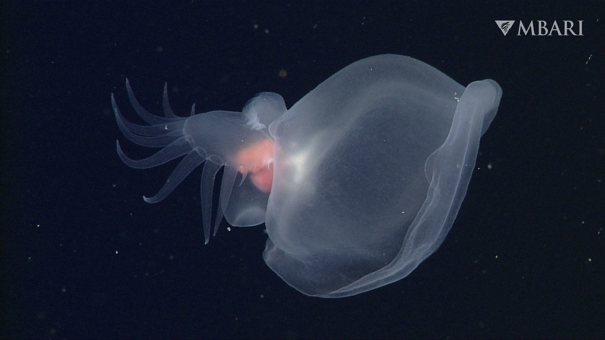 Исследователи MBARI описали замечательный новый вид голожаберных из глубин полуночной зоны. Прозванный «таинственным моллюском», Bathydevius caudactylus плавает с помощью пальчатого хвоста, использует пещеристый капюшон для захвата пищи и светится яркой биолюминесценцией.
