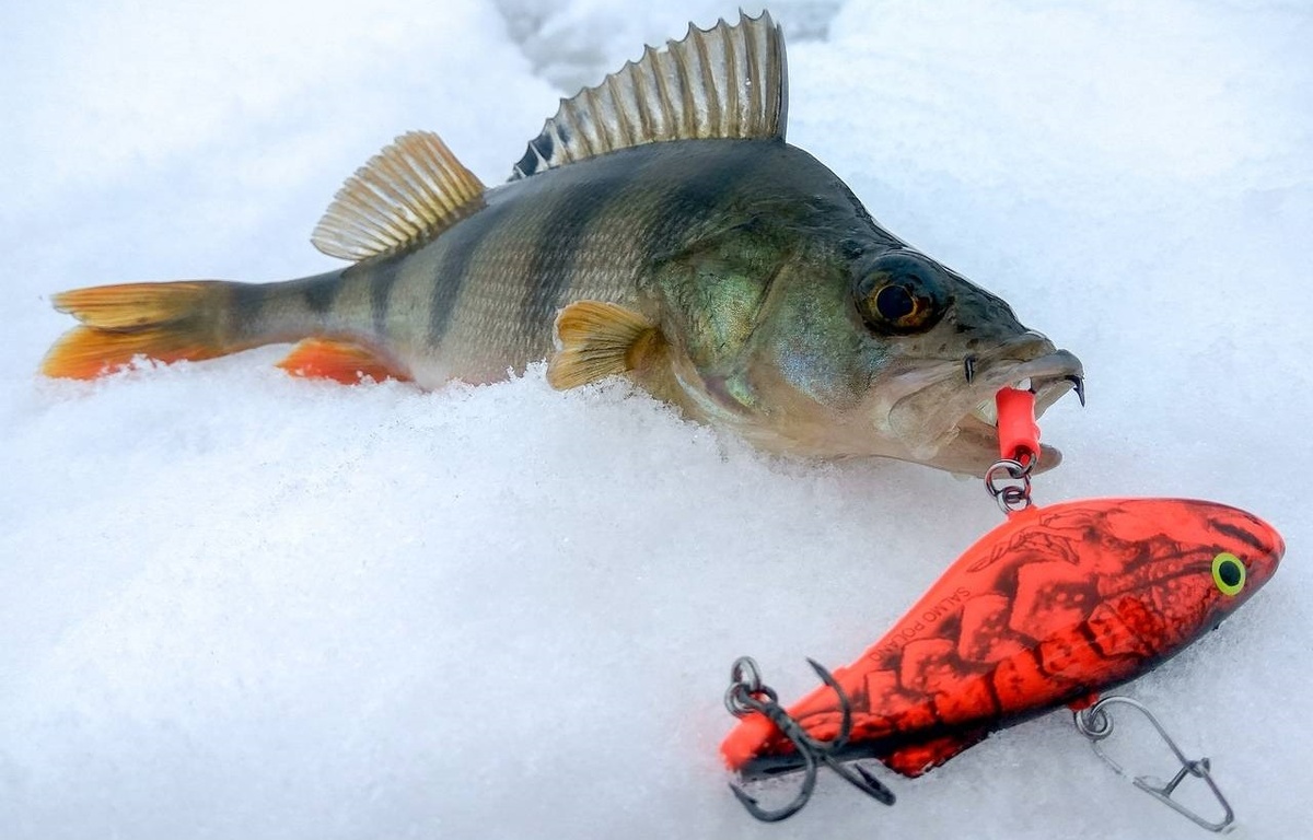 Цветовая палитра успеха: Как цвет балансира влияет на клев окуня?
