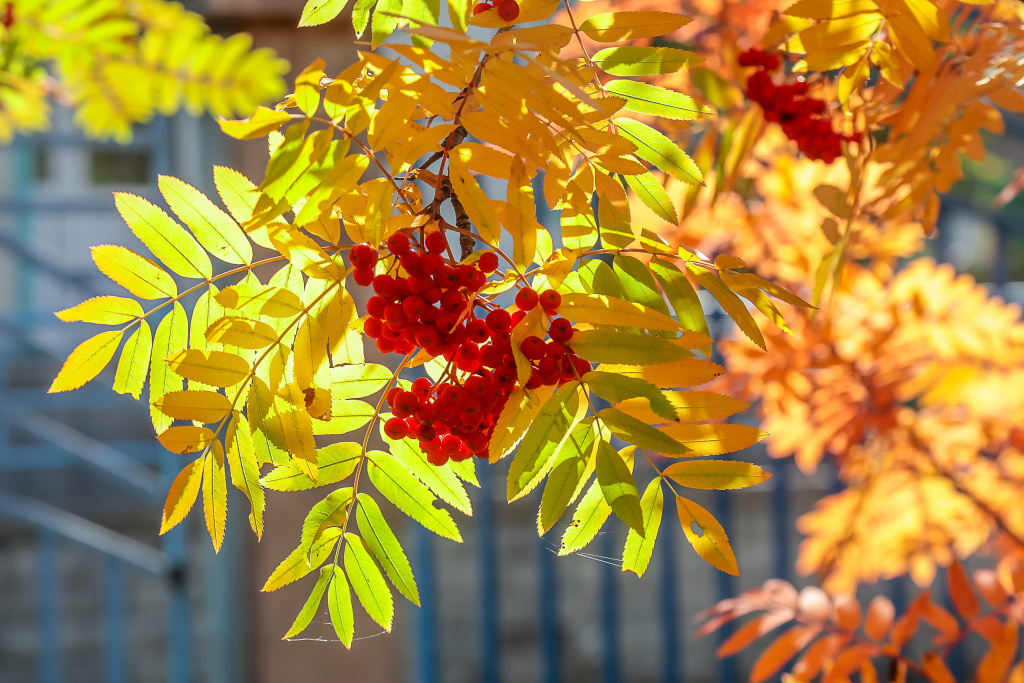    Когалымский комплексный центр подарил пенсионерам праздник осени