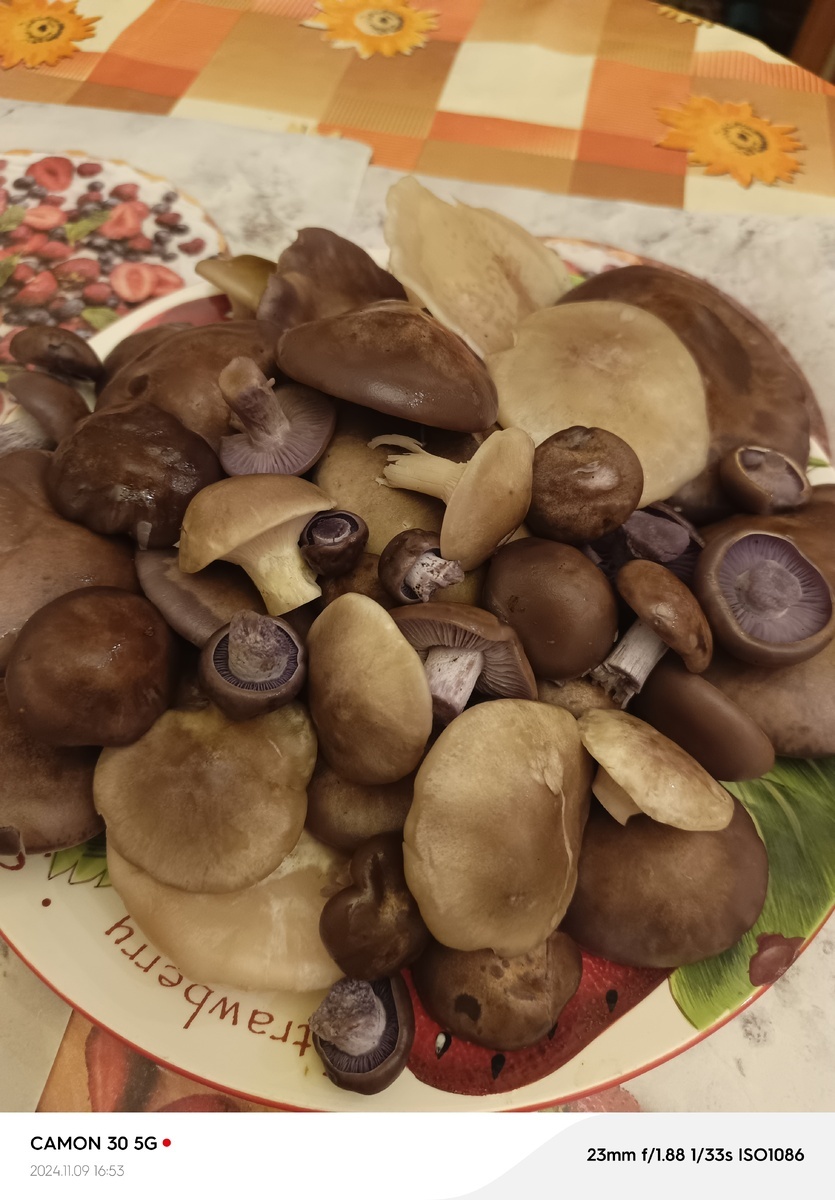 Автор фото Раш Сит