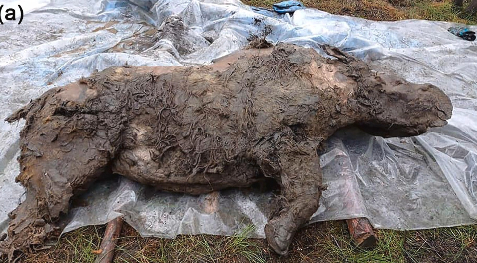   Валерий Плотников / Академия Наук РС(Я)